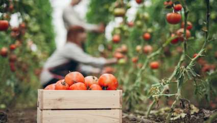 Les tomates de saison, meilleures pour la santé