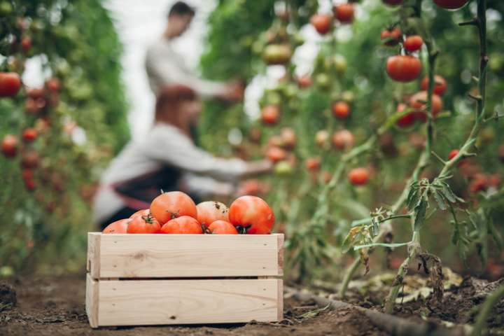 Les tomates de saison, meilleures pour la santé