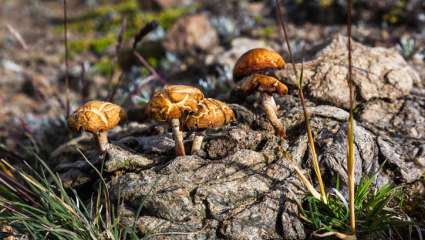 Feu vert pour la psilocybine en Australie