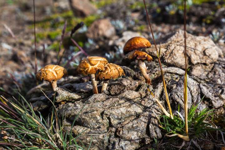 Feu vert pour la psilocybine en Australie