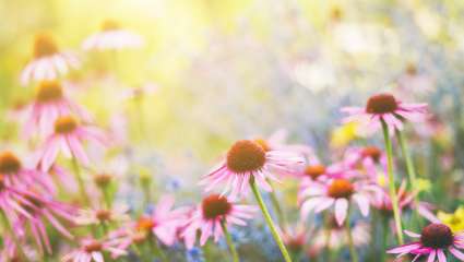 Echinacea angustifolia