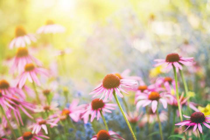 Echinacea angustifolia