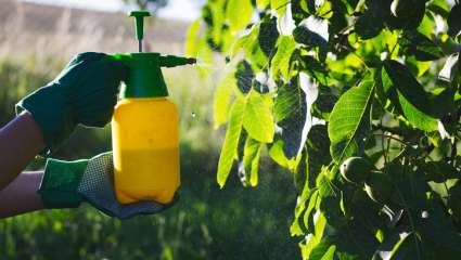 Remplacer les fongicides chimiques par des huiles essentielles