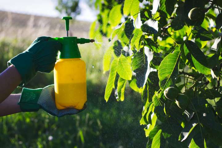 Remplacer les fongicides chimiques par des huiles essentielles