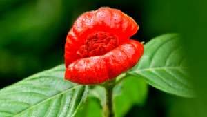 Psychotria