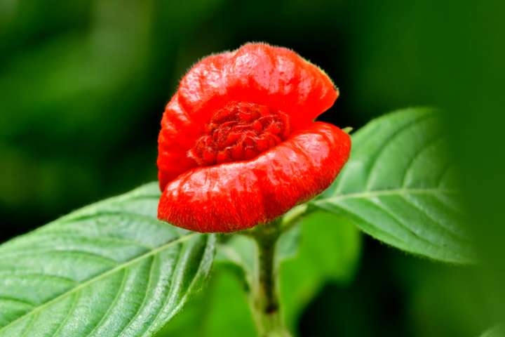 Psychotria