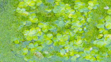 Lentilles d'eau Mankai (Wolffia globosa)