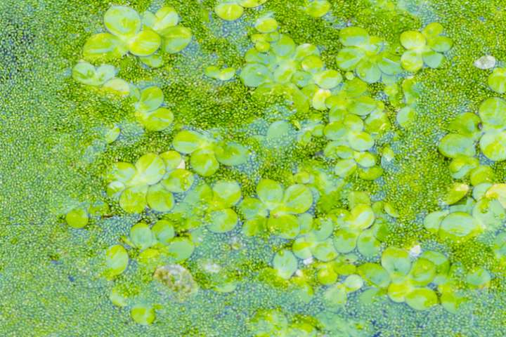 Lentilles d'eau Mankai (Wolffia globosa)