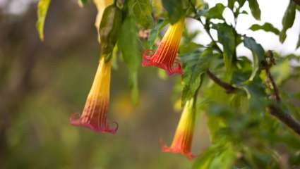 Brugmansia sanguinea