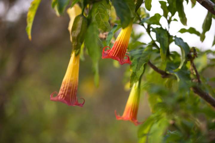 Brugmansia sanguinea