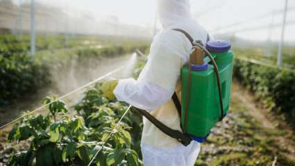 agricluteur utilisant fongicide 