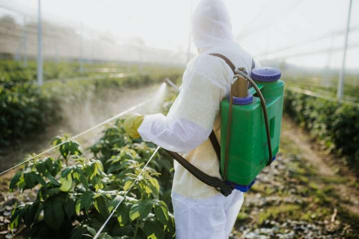 agricluteur utilisant fongicide 