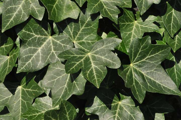 Lierre grimpant (Hedera helix)