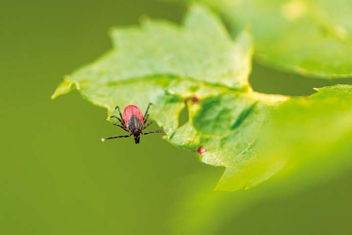 Maladie de Lyme - Tique