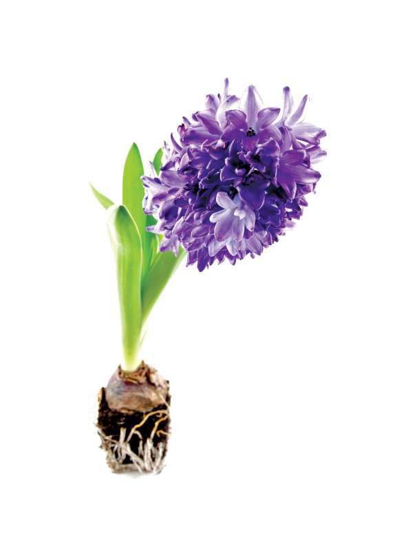 Jacinthe (Hyacinthus)