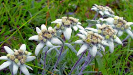 Edelweiss