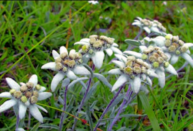 Edelweiss