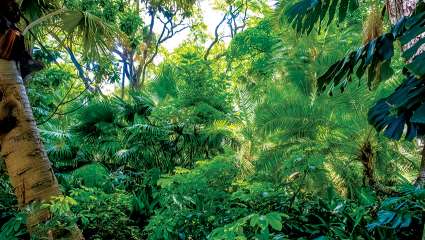 Encore 9 200 espèces d'arbres à découvrir