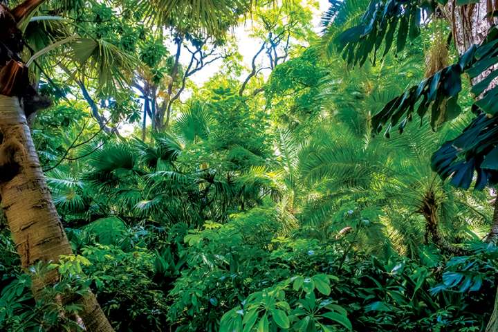 Encore 9 200 espèces d'arbres à découvrir