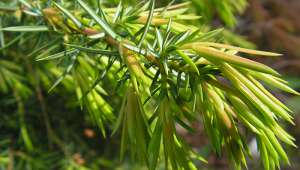 Juniperus communis