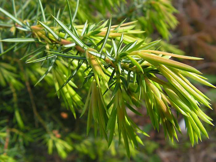 Juniperus communis