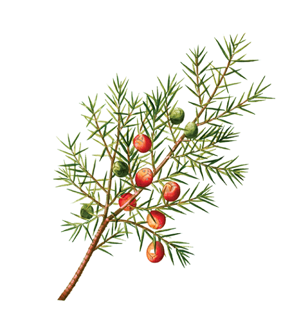 Genévrier cade (Juniperus oxycedrus)