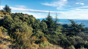 Cédraie du Luberon