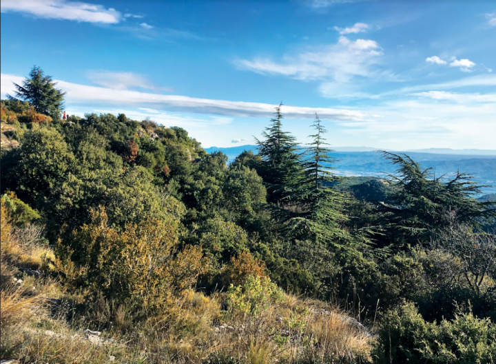 Cédraie du Luberon