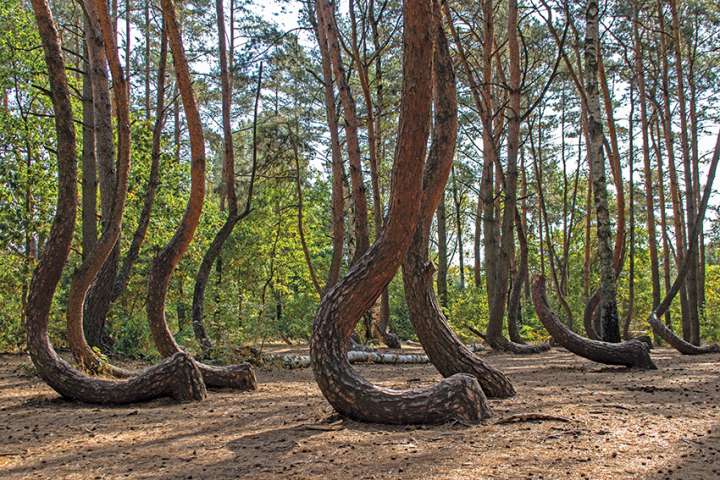 Krzywy Las - La mystérieuse forêt tordue de Pologne