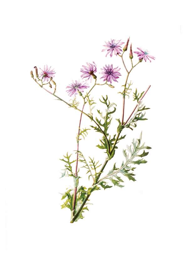 Laitue vivace (Lactuca perennis)