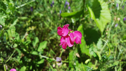 fleur