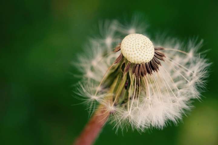 Maladie d'Alzheimer - Se soigner avec les plantes