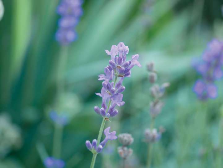 De la lavande pour diminuer hypertension et anxiété