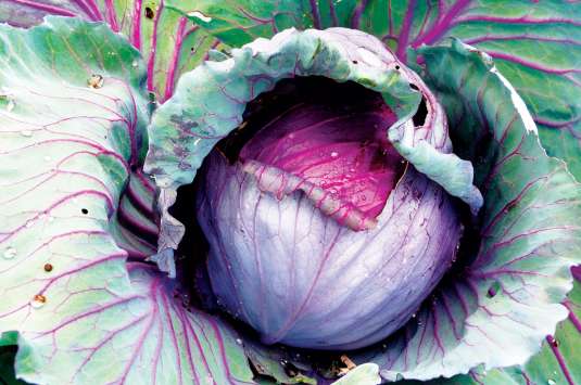 Fruits et légumes violets contre le diabète