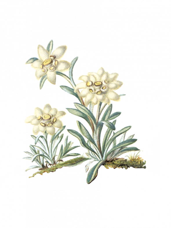 Edelweiss (leontopodium nivale)