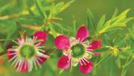 manuka
