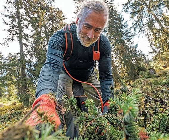 Les aiguilles de sapins et d'épicéas se recyclent en huiles essentielles