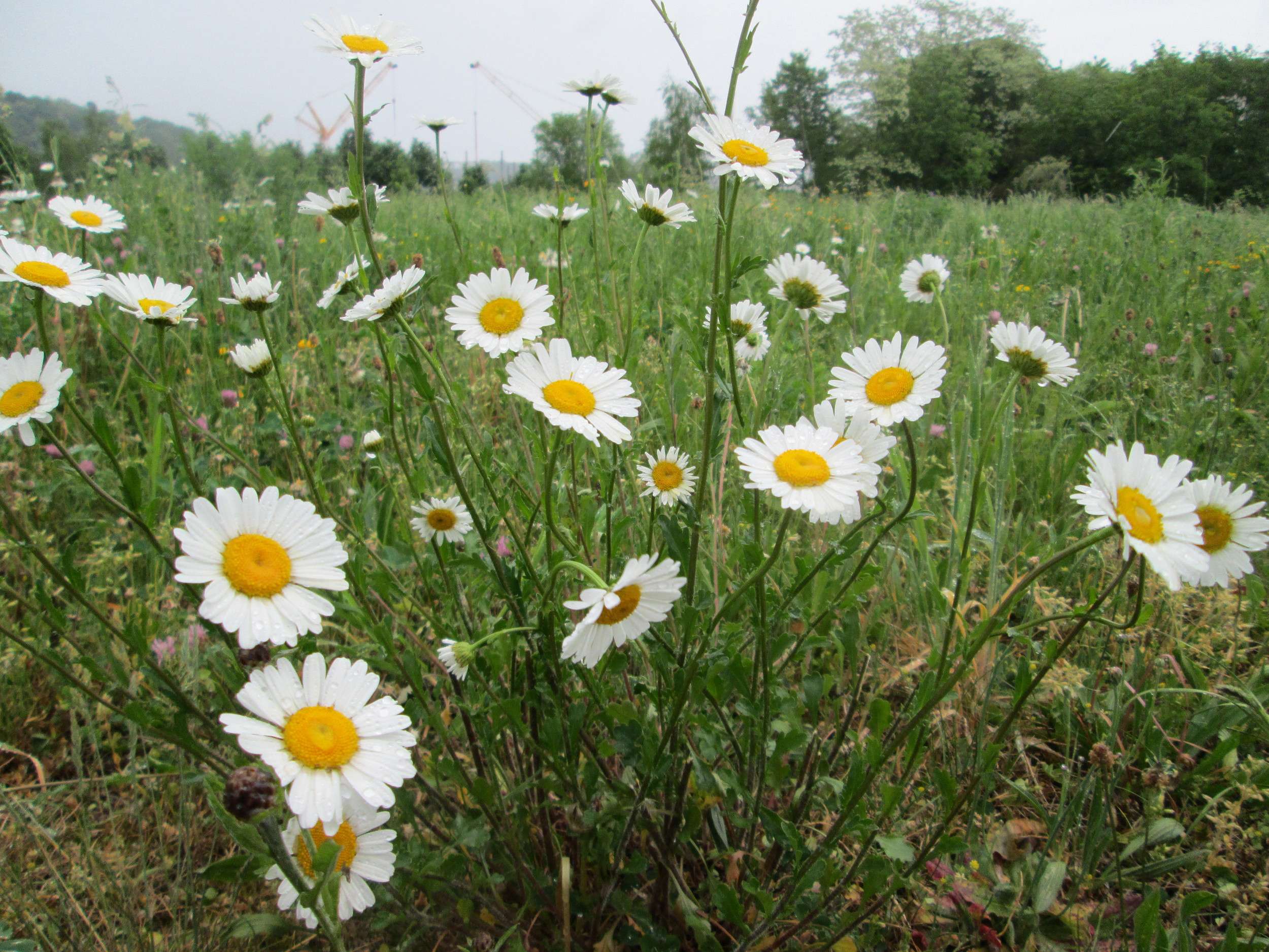 La marguerite Comment la cuisiner et la consommer Plantes et Santé