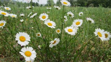 Marguerite