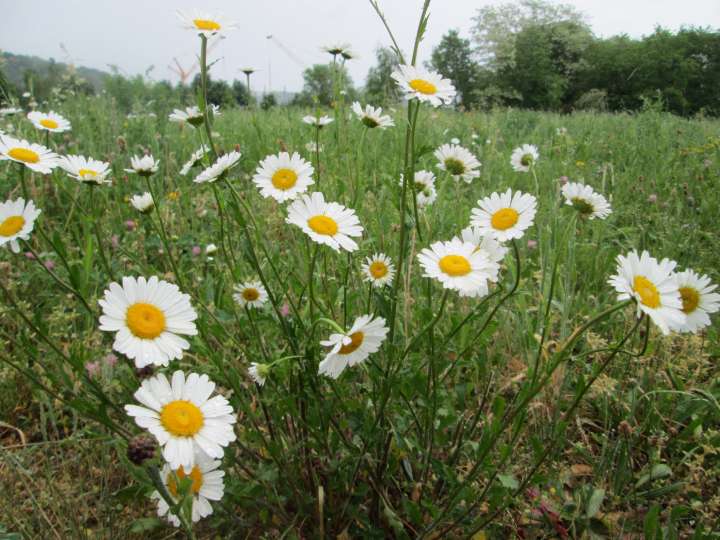 Marguerite