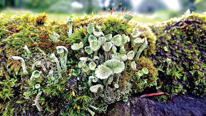 Les lichens victimes du réchauffement climatique ?