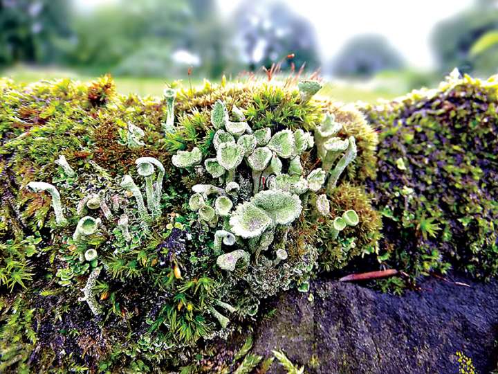 Les lichens victimes du réchauffement climatique ?