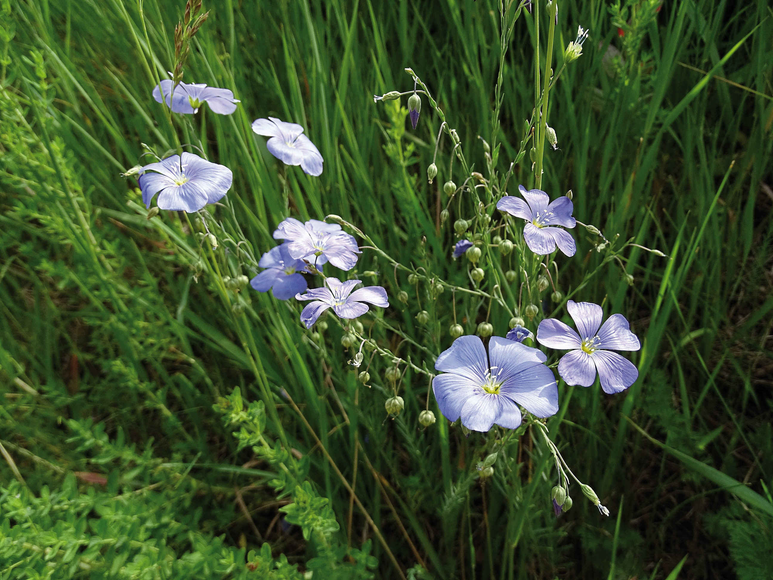 Le lin d'Or de la graine de lin (Linum usitatissimum) - Lin