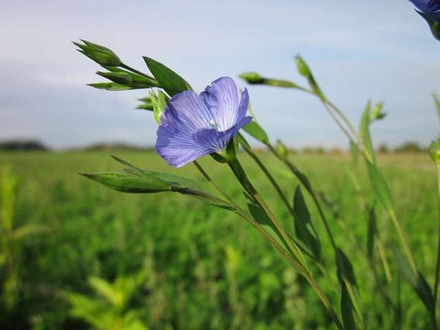 Linum usitatissimum