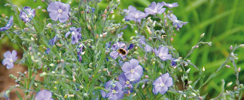 Lin (Linum usitatissimum)