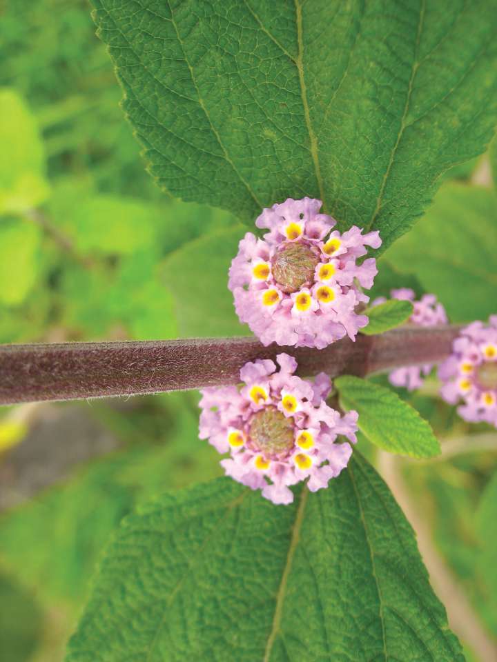 Lippia alba