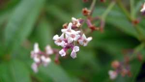 Verveine odorante, Aloysia citriodora