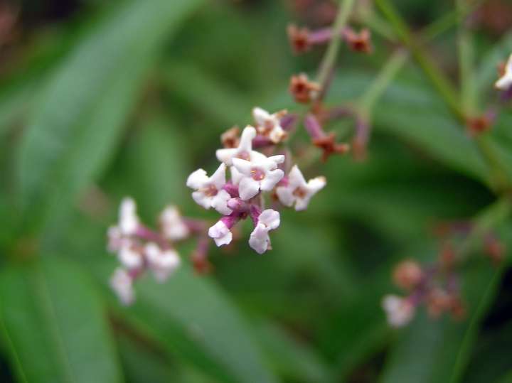 Verveine odorante, Aloysia citriodora