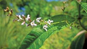 La verveine citronnée (Lippia citriodora) efficace contre le stress