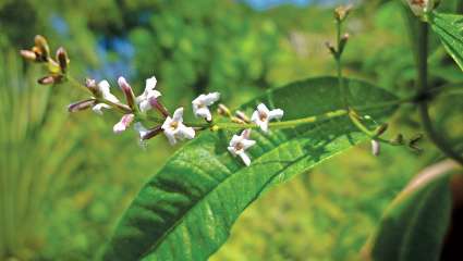 La verveine citronnée (Lippia citriodora) efficace contre le stress